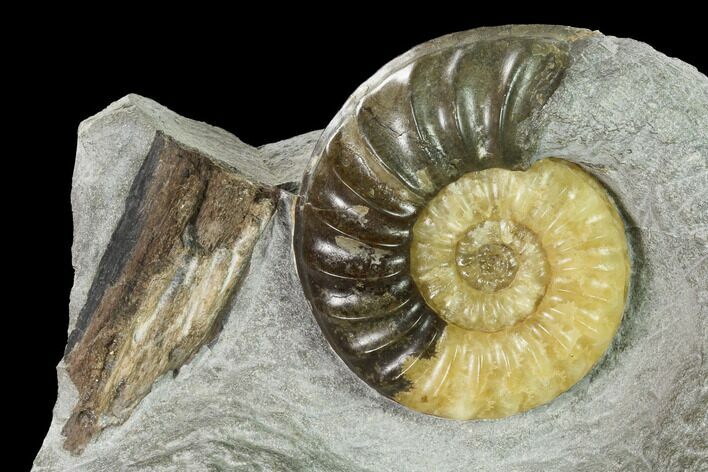 Ammonite (Asteroceras) With Petrified Wood - Dorset, England #171274